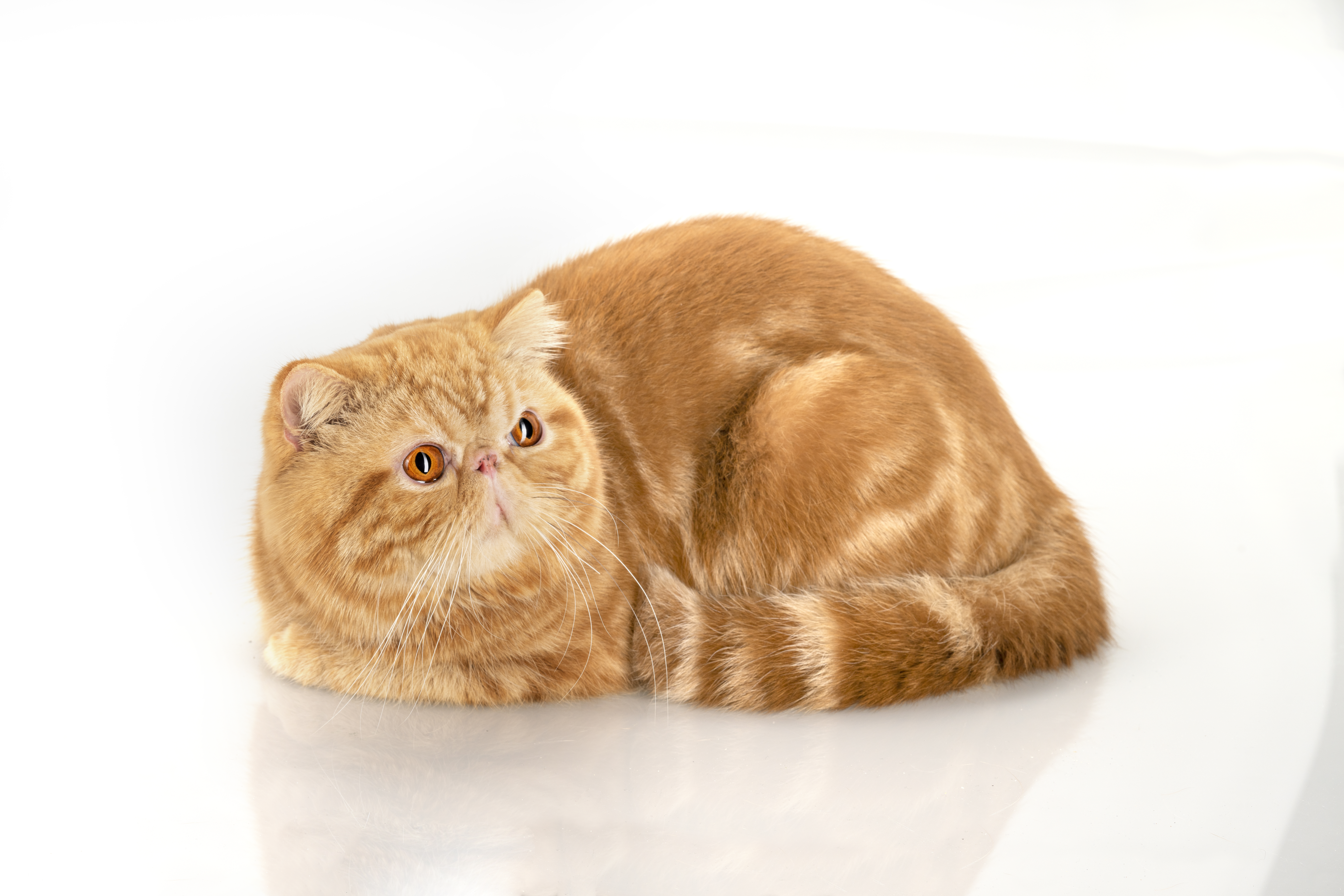 CH. Luna Nera Timoteo of De'Pico